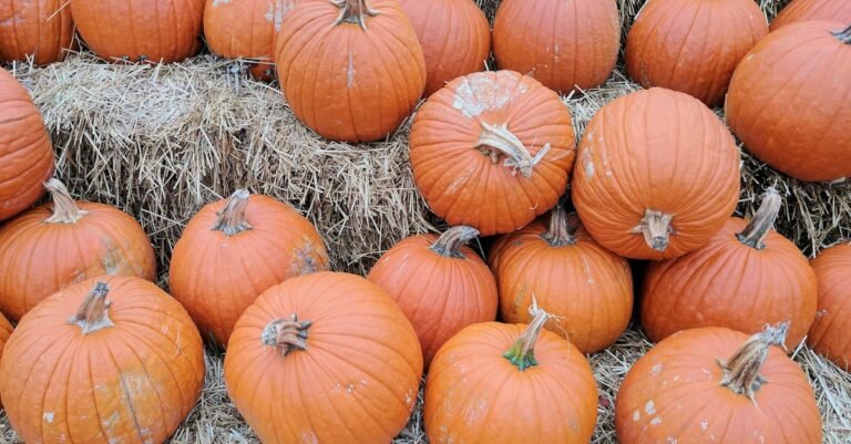 Orange Pumpkin Lot